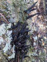 Xylaria longipes