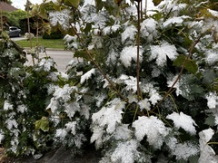 Acer platanoides