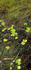 Nymphoides thunbergiana