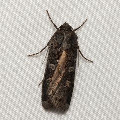 Actebia fennica