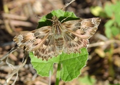 Carcharodus