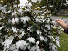 Acer platanoides