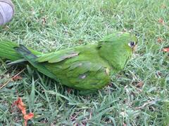 Psittacara chloropterus