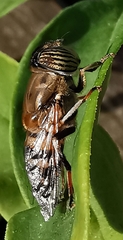 Eristalinus taeniops