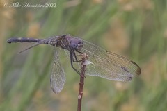Dythemis velox