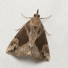 Hypena manalis