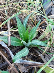 Cirsium heterophyllum