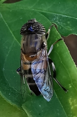 Eristalinus taeniops