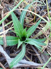 Cirsium heterophyllum