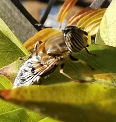 Eristalinus taeniops