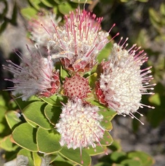 Leucospermum bolusii