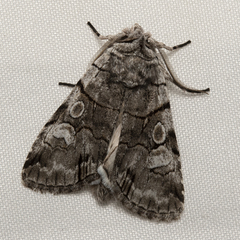 Sympistis chionanthi