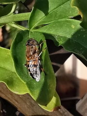 Eristalinus taeniops
