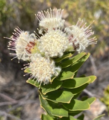 Leucospermum bolusii