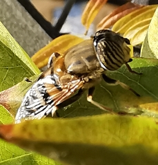 Eristalinus taeniops