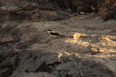 Cissomela pectoralis