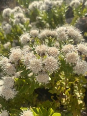 Leucospermum bolusii