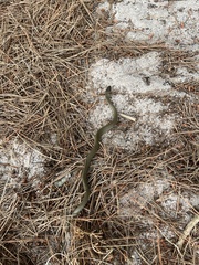 Lycodonomorphus inornatus