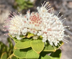 Leucospermum bolusii