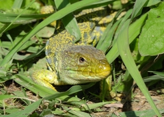 Timon lepidus lepidus