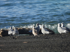 Leucophaeus atricilla