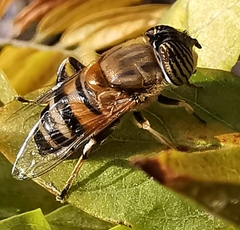 Eristalinus taeniops