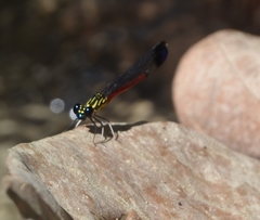Rhinocypha pagenstecheri timorana