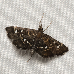 Diathrausta harlequinalis
