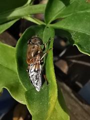 Eristalinus taeniops