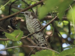 Chrysococcyx minutillus