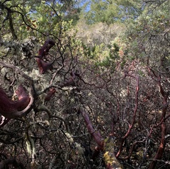 Arctostaphylos regismontana