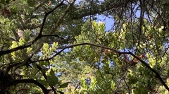 Arctostaphylos regismontana