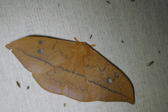 Cricula trifenestrata