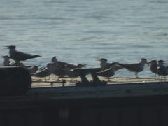 Thalasseus sandvicensis