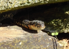 Hemorrhois hippocrepis