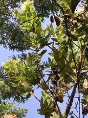 Arctostaphylos regismontana