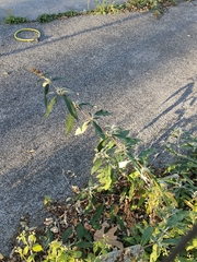 Buddleja davidii