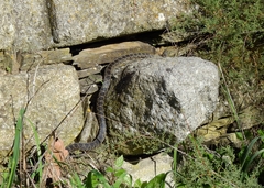 Hemorrhois hippocrepis