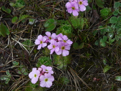Androsace sempervivoides