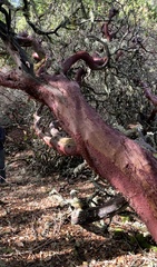 Arctostaphylos regismontana