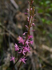 Dipodium roseum