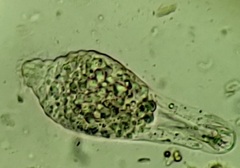 Lagynus elegans