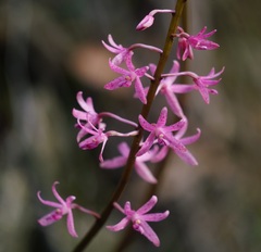 Dipodium roseum