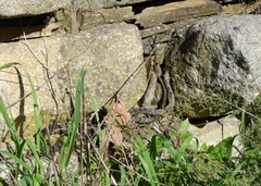 Hemorrhois hippocrepis