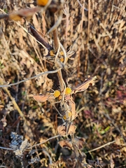 Triosteum perfoliatum