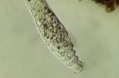 Lagynus elegans