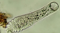 Lagynus elegans