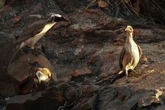 Philemon argenticeps