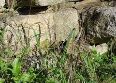 Hemorrhois hippocrepis