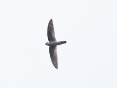 Aerodramus germani